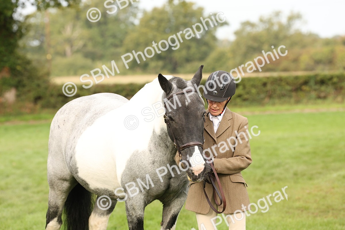 SBM_56822 - S54 - Piebald & Skewbald Horse In Hand