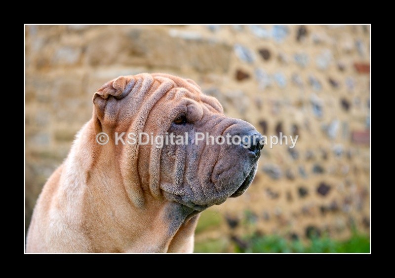  - Dogs