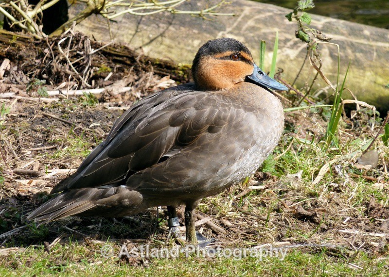 Astland Photography, Bird and Wildlife Images, Susan and Peter Wilson, U.K.