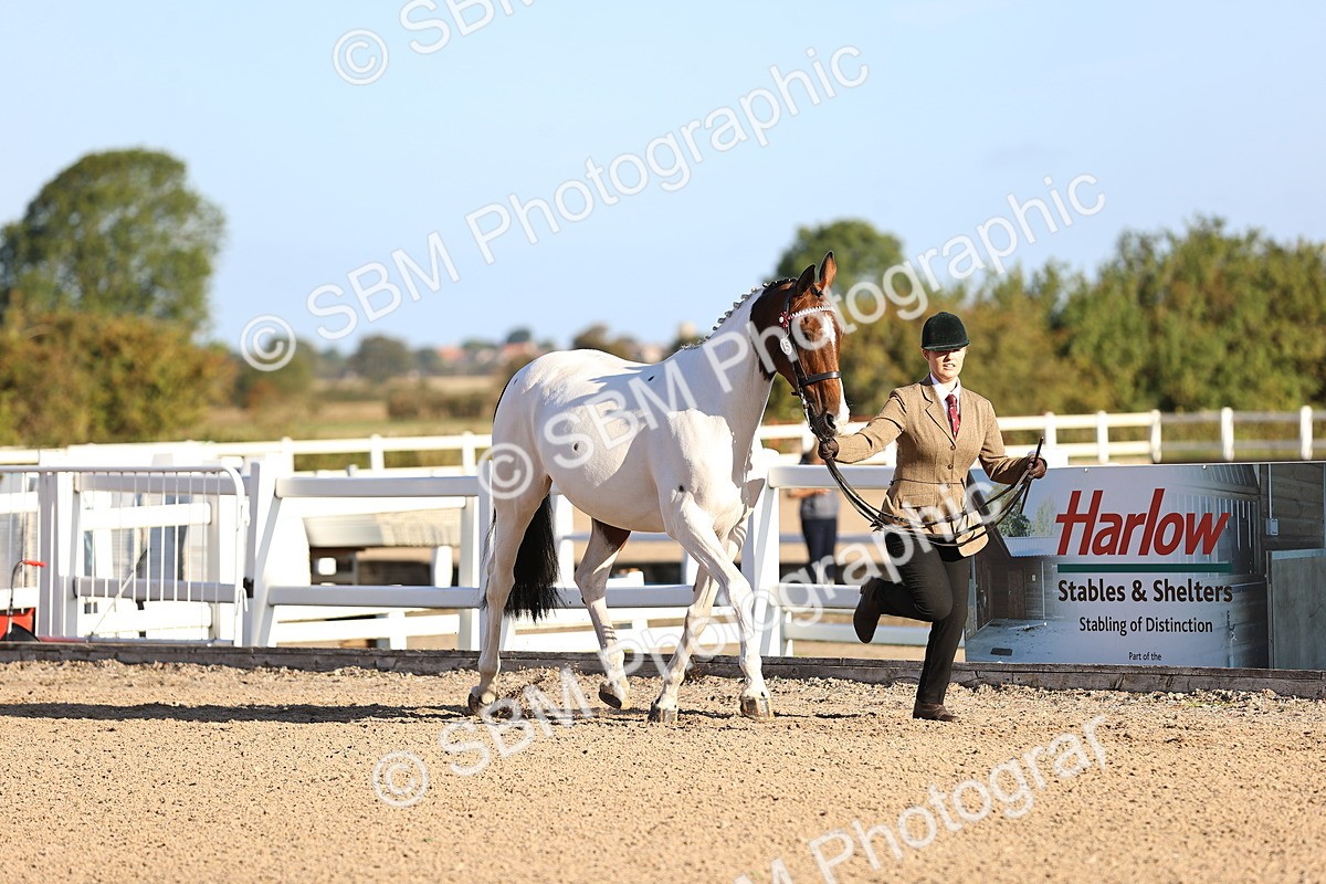 SBM_08333 - Class 401 - IH Veteran Horse