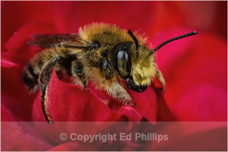 Megachile willughbiella (m) - Megachile willughbiella