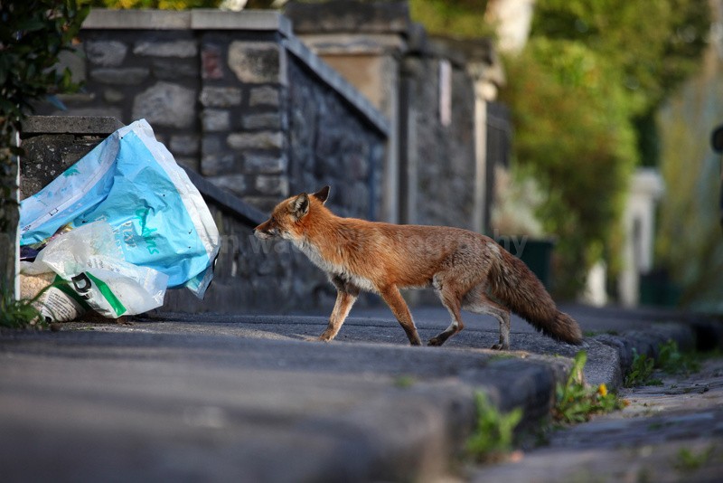 Urban fox in a Bristol street - Urban Foxes, Bristol, Great Britain