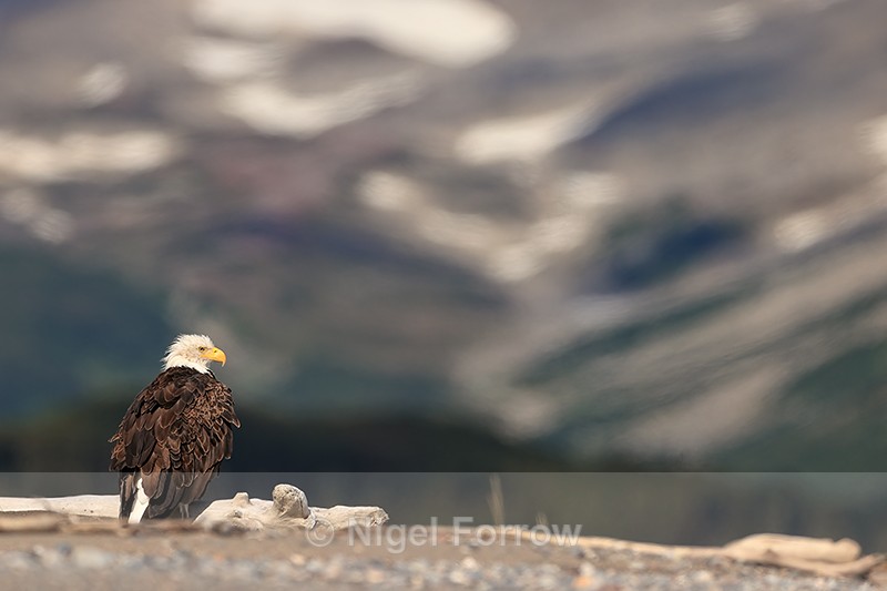 Bald Eagle perched, mountain background, Silver Salmon Creek, Alaska - Bald Eagle