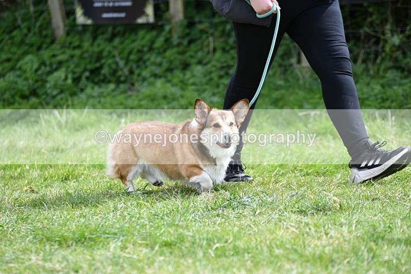 WJ5_9618 - Class 3 Most Handsome Dog