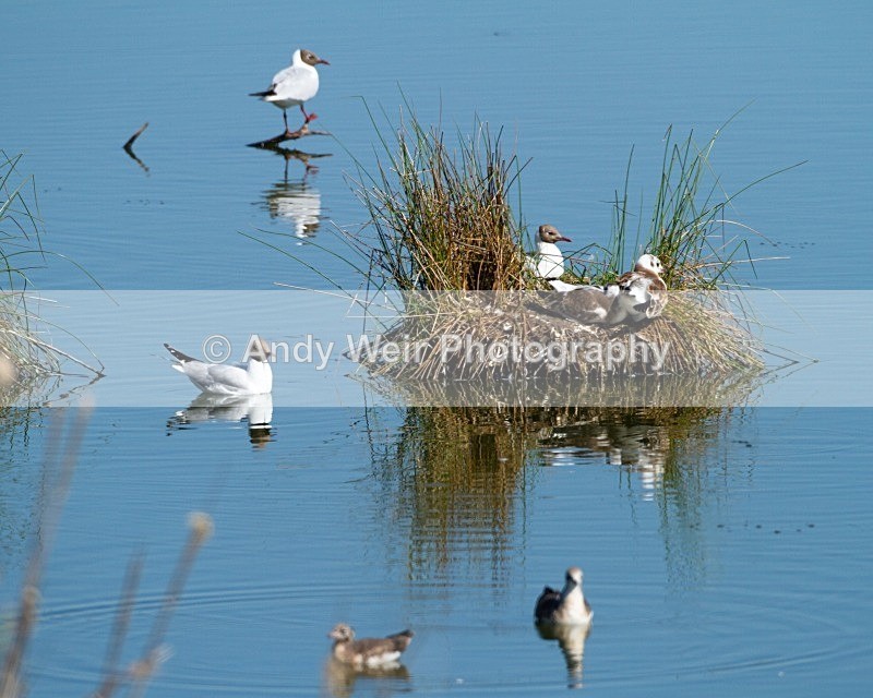 20110702-IMG_6076 - Gulls