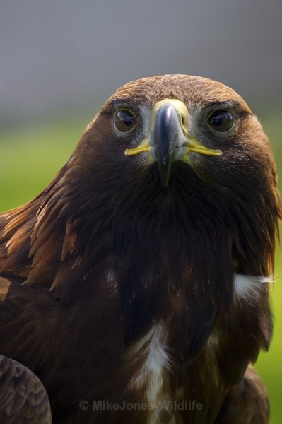GOLDEN EAGLE - GOLDEN EAGLES