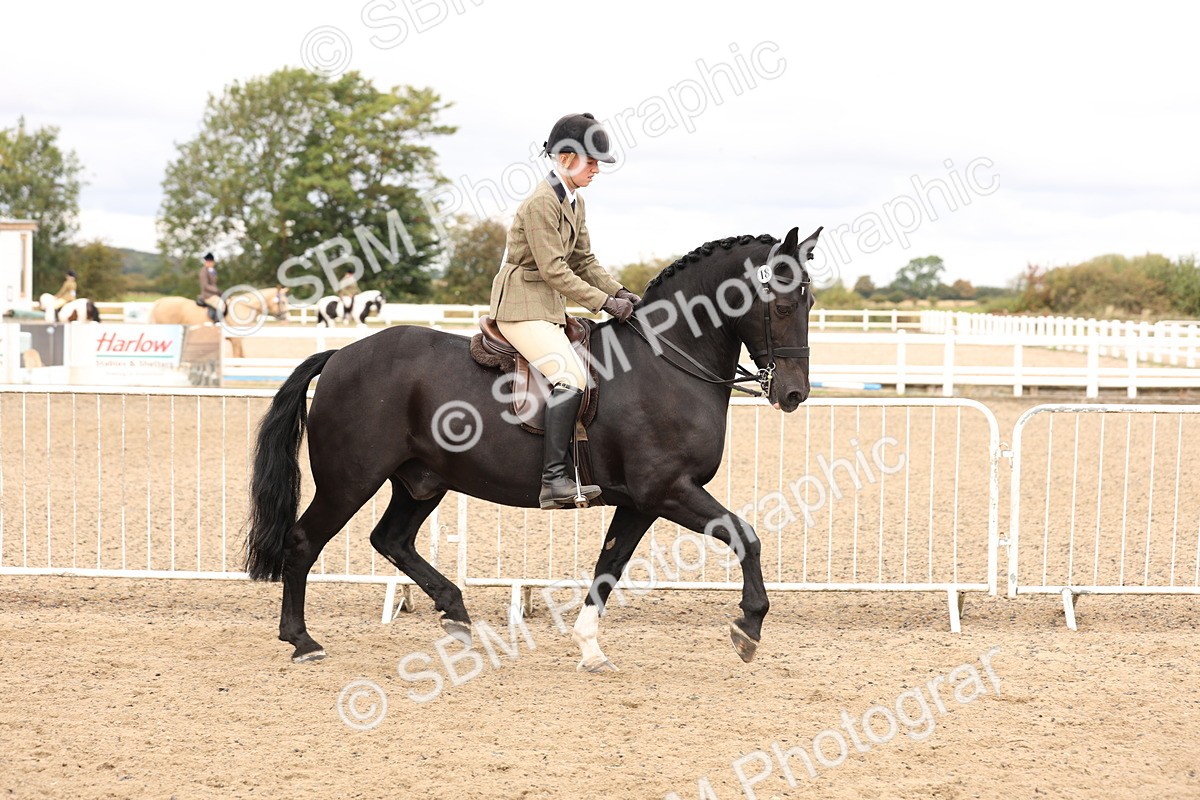 SBM_02795 - Class 53 - Ridden Competition Horse/Pony