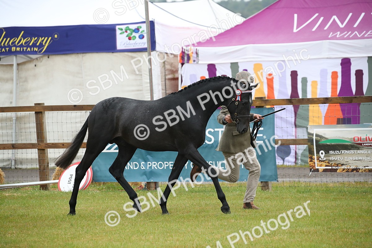 SBM_00038 - Class 17-20 - Arab & Part Bred - Anglo Arab In Hand