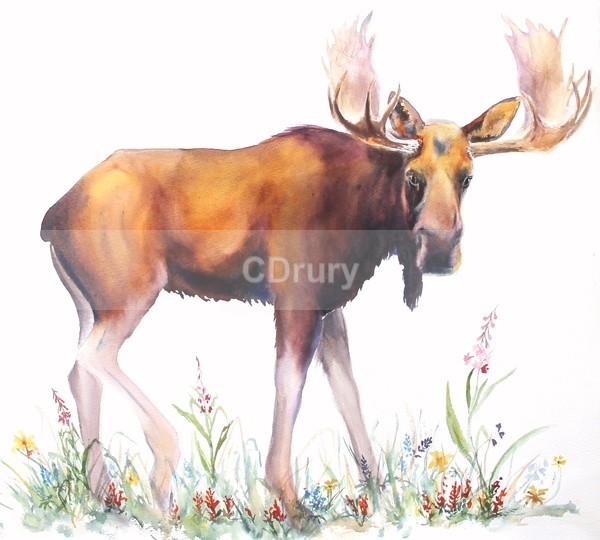 Bull Moose - Watercolor