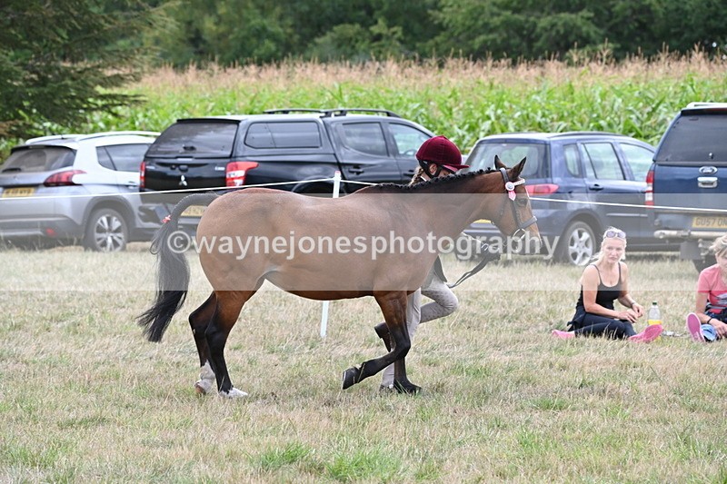 WJ6_6188 - Class 19 In-hand Veterans (Uploaded correct folder)