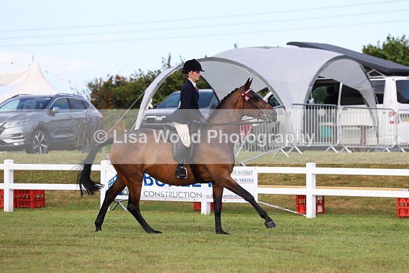 3E7A8169 - Class 2: Rising Star Large Hack/Riding Horse