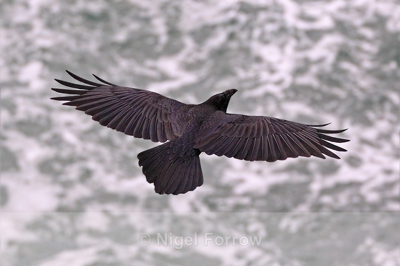 Raven gliding along the cliffs over breaking waves at Durlston - Raven