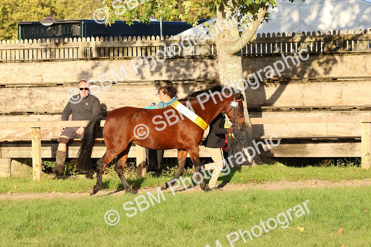 SBM_53127 - Veteran Supreme Championship