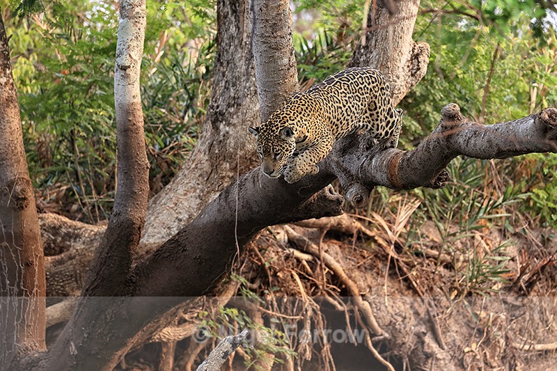 Jaguar hunting sequence (frame 2): Begins to jump from tree - Jaguar