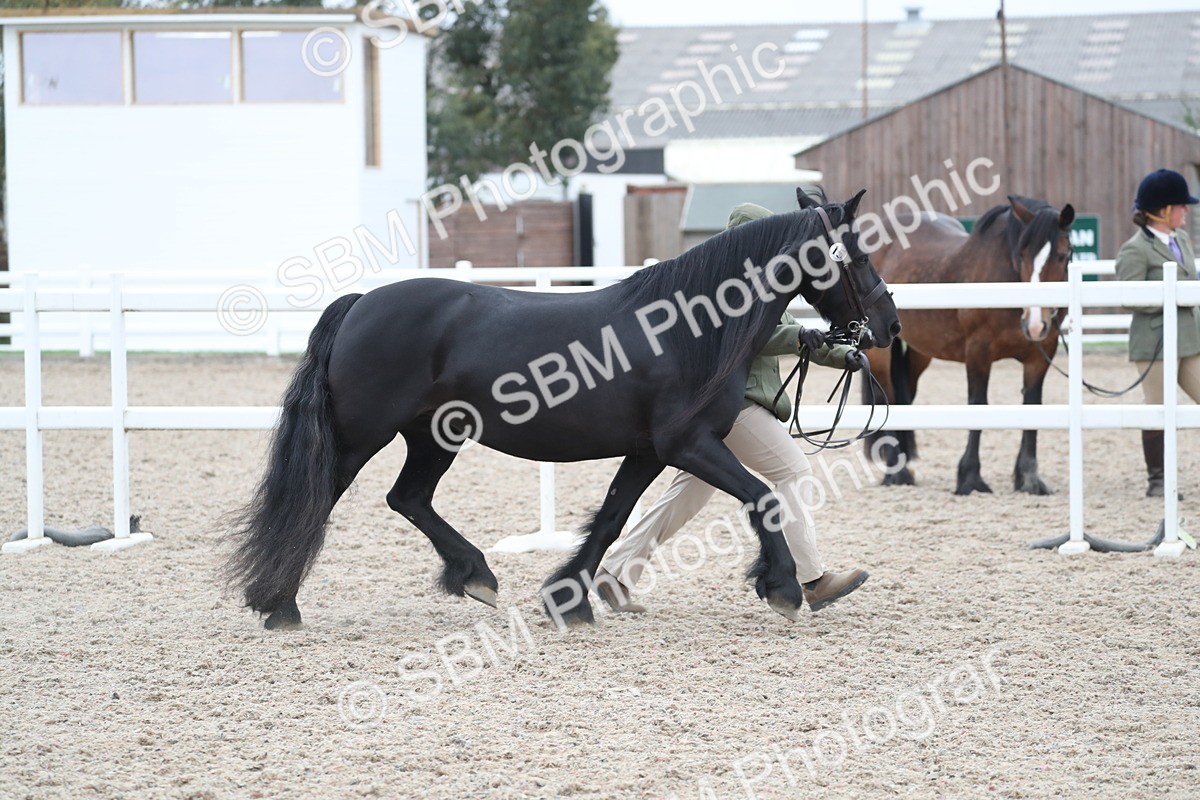 SBM_17921 - Class 317 IH Pure bred Horse/Pony