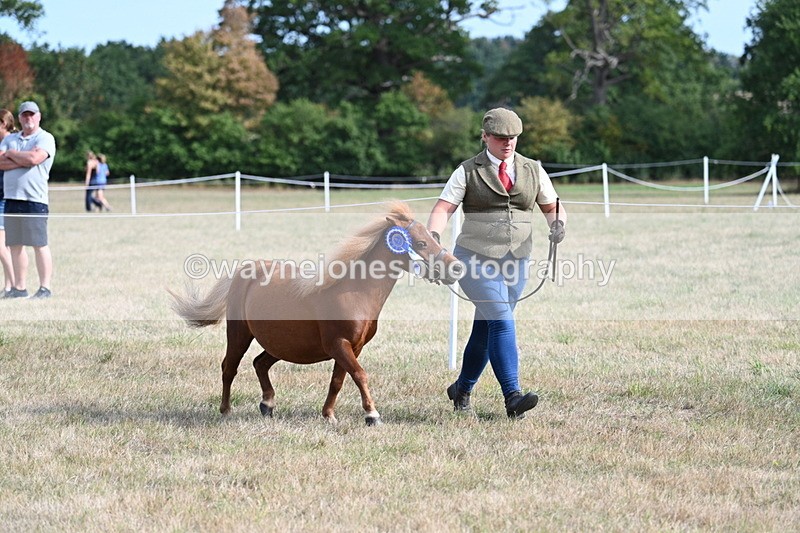 WJ7_8131 - In-hand Championship