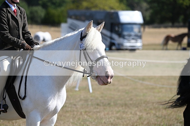 WJ6_7635 - Class 34 Judges Choice