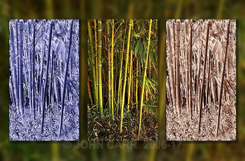 Bamboo-Triptych-HDR-2 - MONTAGES