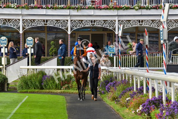 230923-Race 4-Aphelios-6506 - Race 4 3.45pm Jigsaw Sports Branding Handicap