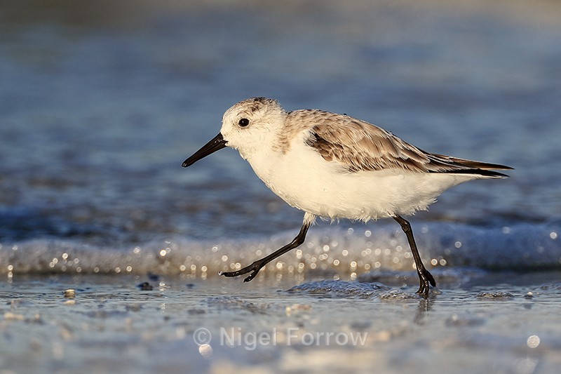 Sanderling running close by, Fort De Soto, Florida - Sanderling