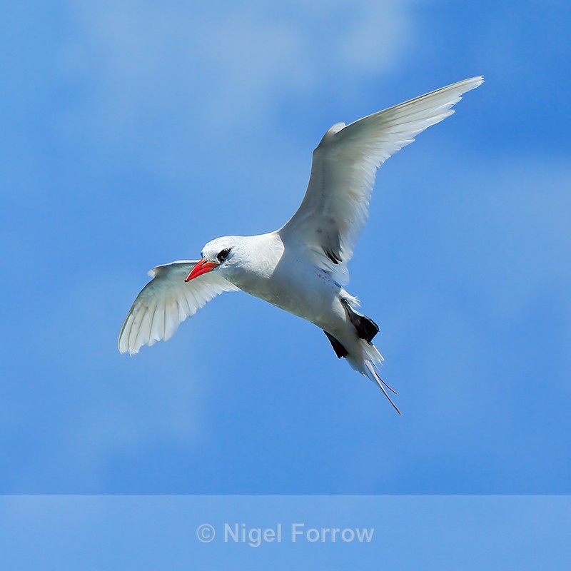 Red-tailed Tropicbird (adult) hovering, Kilauea Point, Kauai - Red-tailed Tropicbird