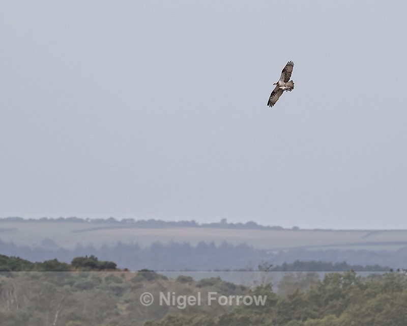 Osprey with fish, Arne RSPB Reserve, Dorset - Osprey