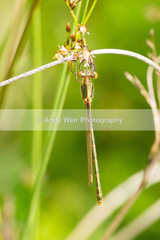 170619-untitled0013 - Dragonflies & Damselflies