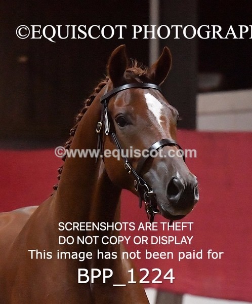 BPP_1224 - MORNING 9AM - 12PM