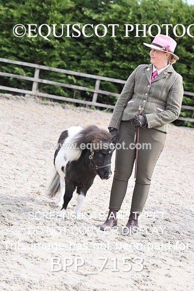 BPP_7153 - RING 1  (RIDDEN HORSES / IN HAND / VETERAN ETC)