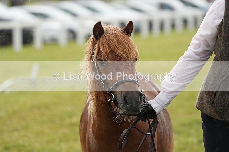 DSC04632 - Class 46: NPS Shetland Youngstock