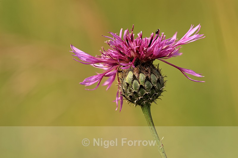 Greater Knapweed flower, Seven Barrows, Berkshire - PLANTS