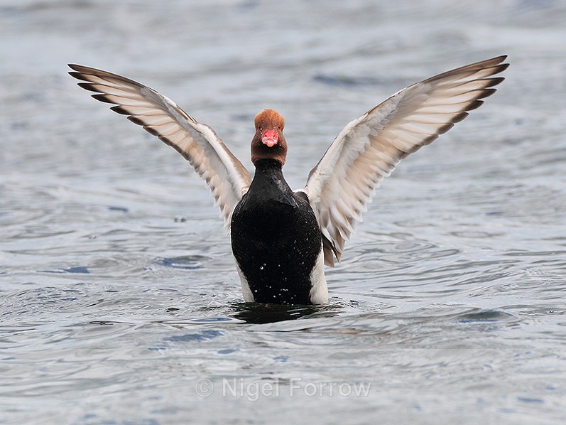 Red-crested Pochard (male) flapping its wings at Farmoor - Red-crested Pochard
