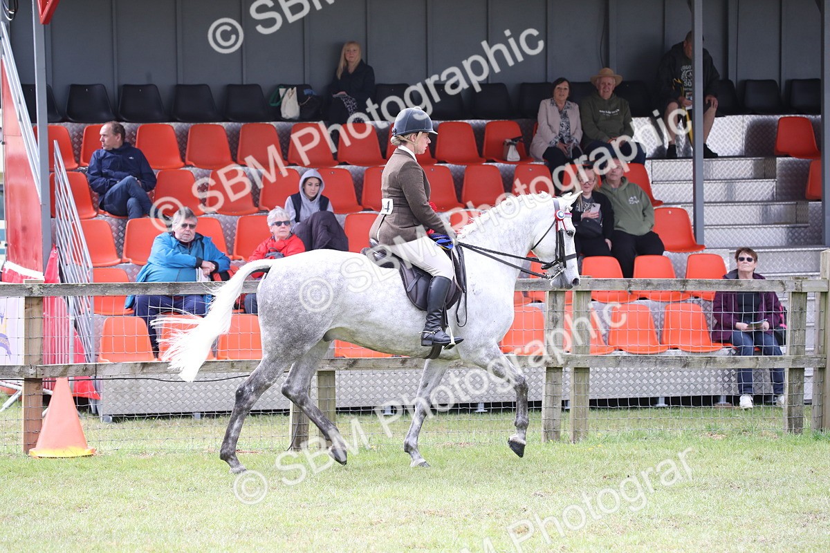 SBM_13170 - Class 95-96 - LIHS BSHA Rising Star Hack Riding Horse