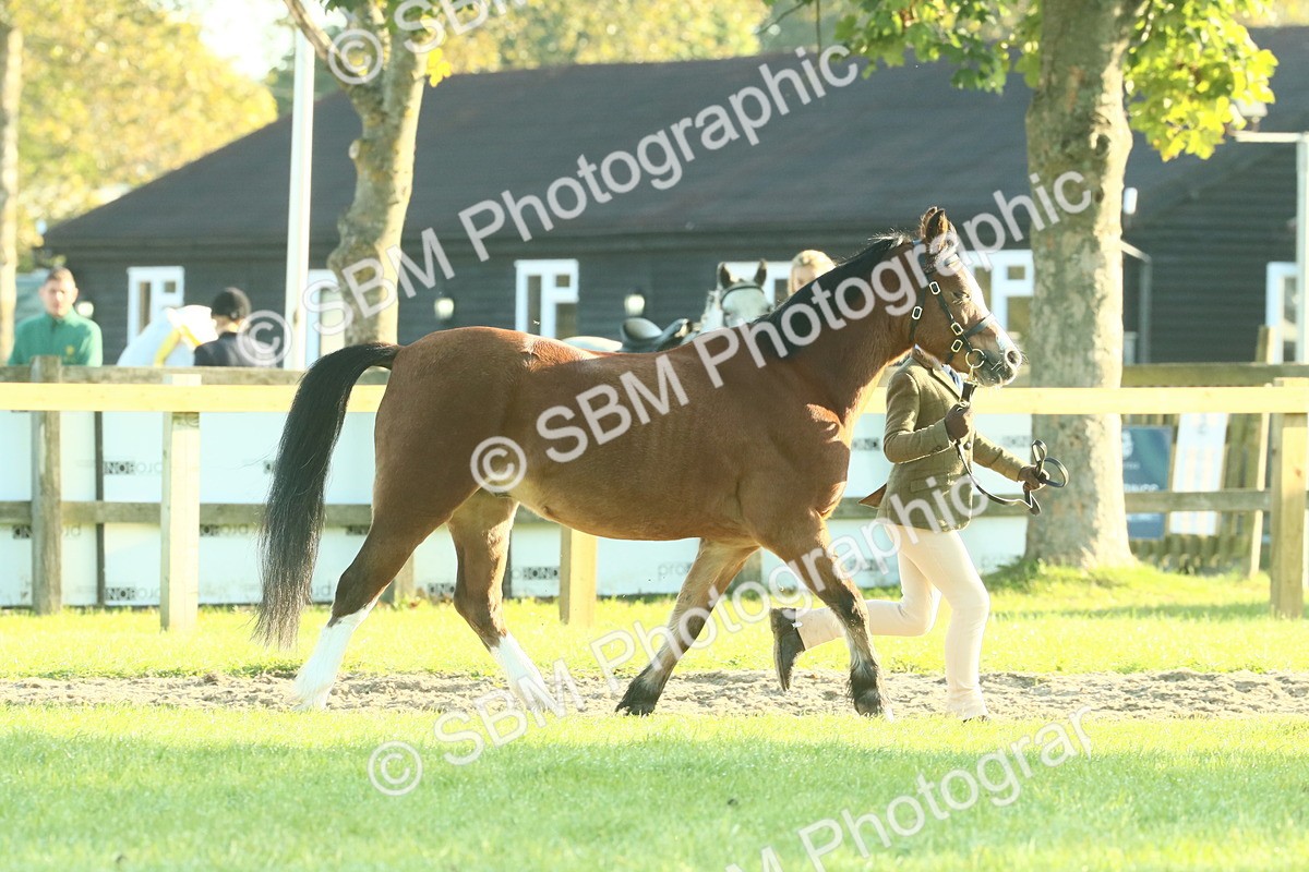 SBM_57350 - S37 - Starters In Hand Showing