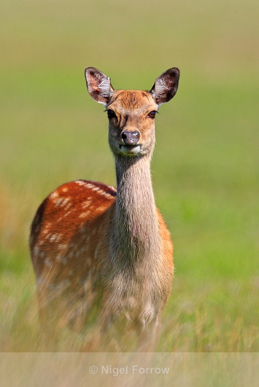 Sika Deer in long grass near Shipstal Point - Deer