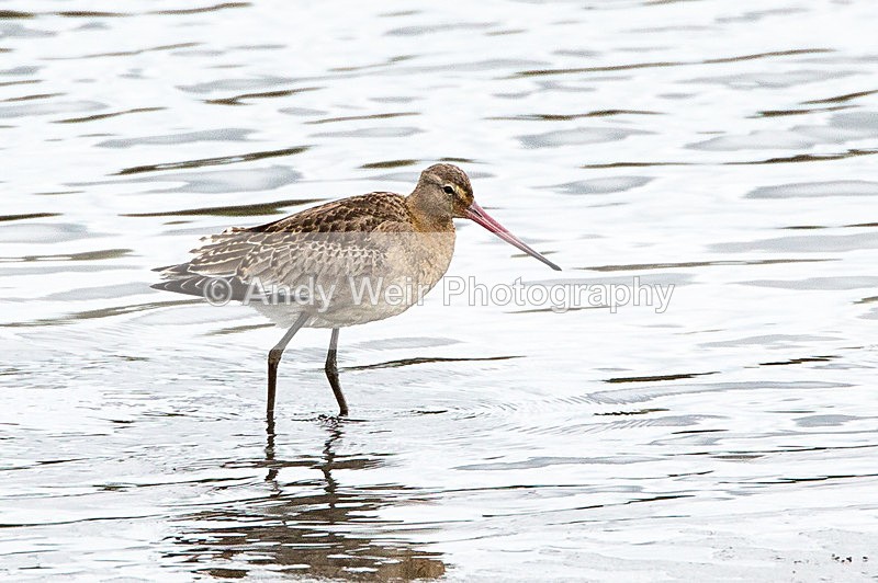 20131005-3K8A6932 - Other Waders
