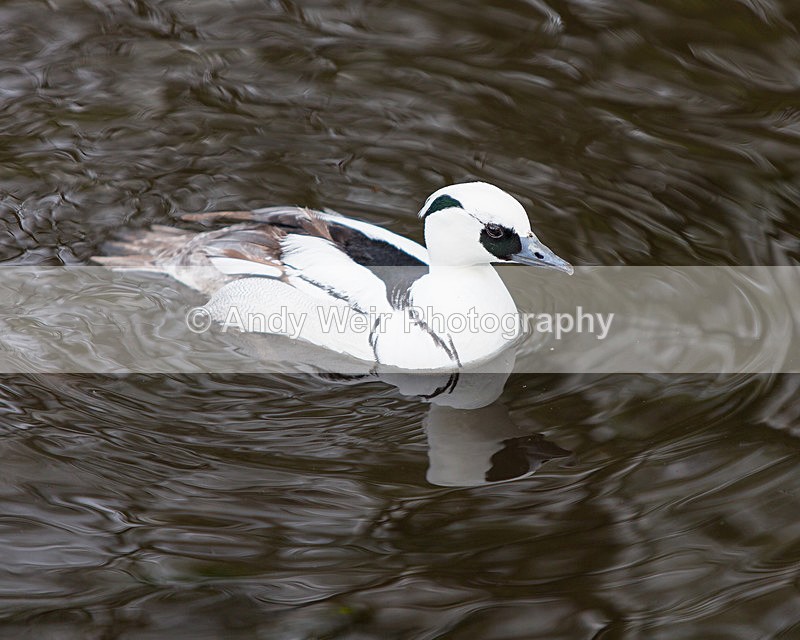 20140419-3K8A0388 - Captive Birds