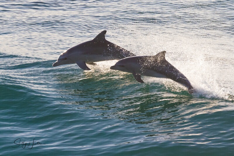 Sunrise Jump 0A3A9635 - Dolphins