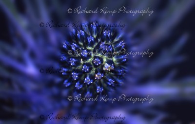 Eryngium - Fine Art