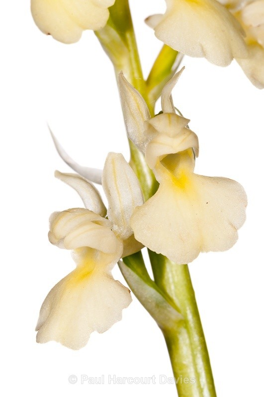  - WB: Orchids - Various