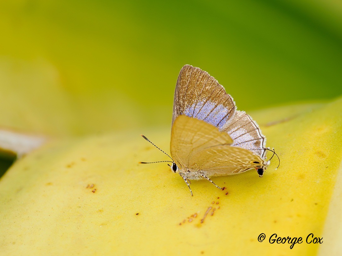 Cornelian butterfly - Gambia 2025
