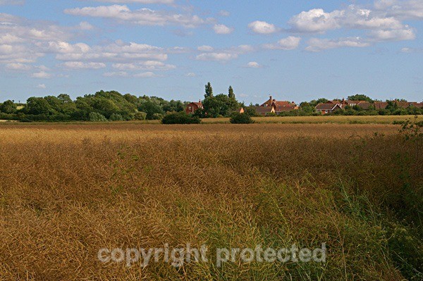 Rapeseed Field (Lincolnshire) - England
