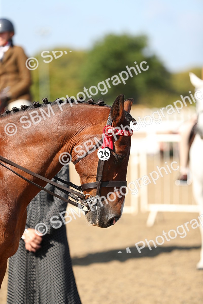 SBM_02326 - Class 43 Ridden Competition Horse/Pony