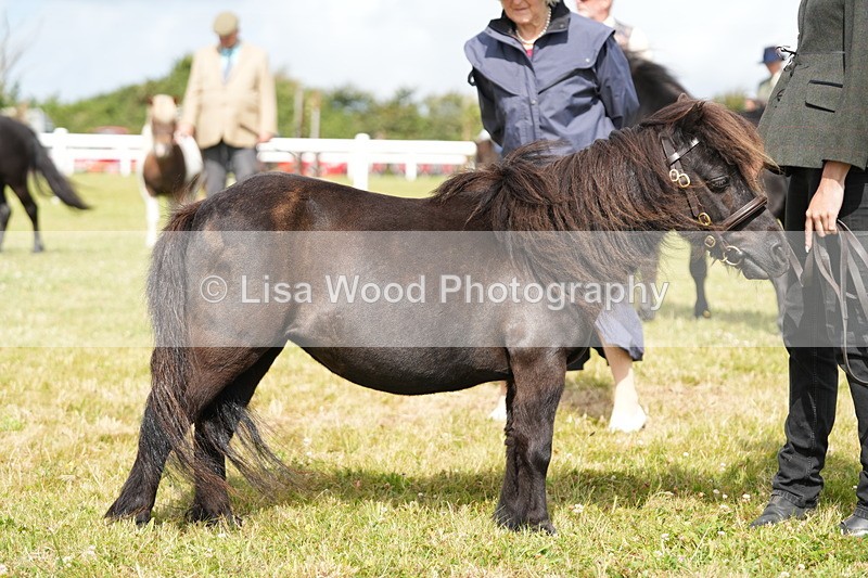 DSC05379 - Class 49: NPS Shetland 4 years and over