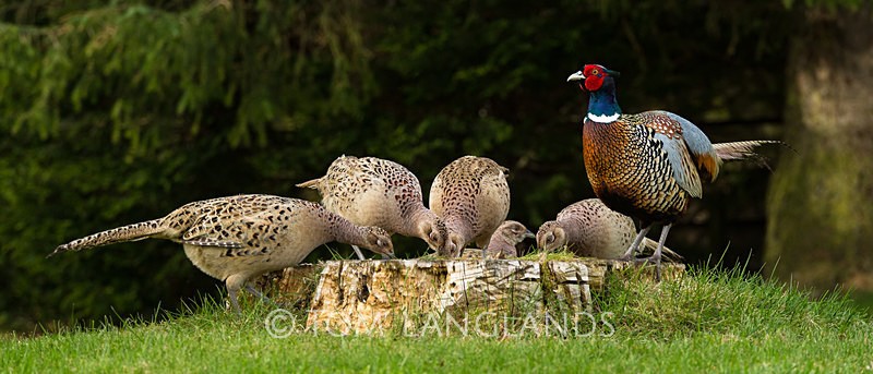 The Pheasant's Harem - All Other Birds