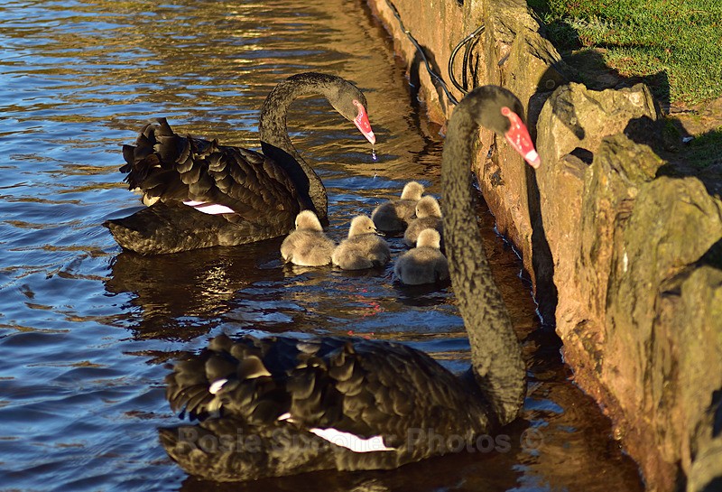 Black Swan family - Dawlish and Black Swans