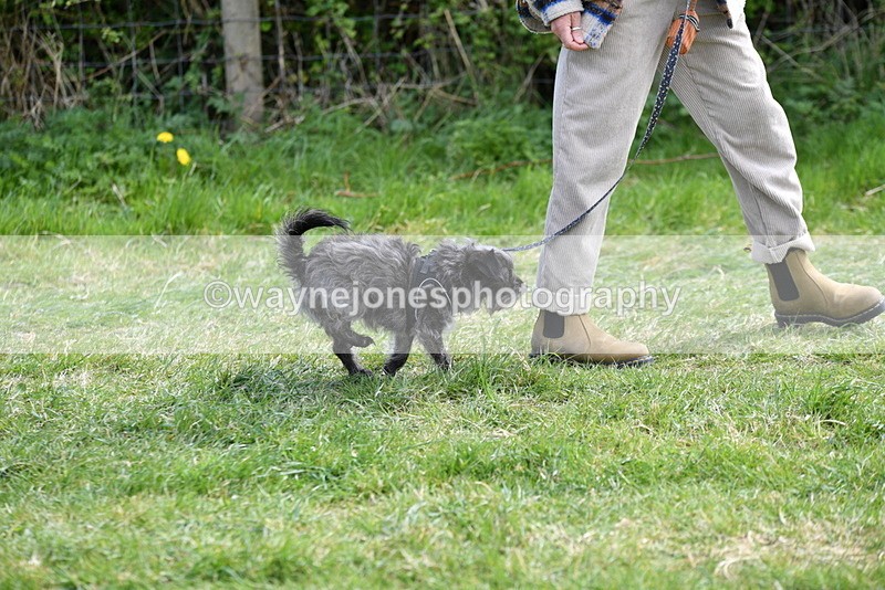 WJ5_0735 - Best in Show Championship