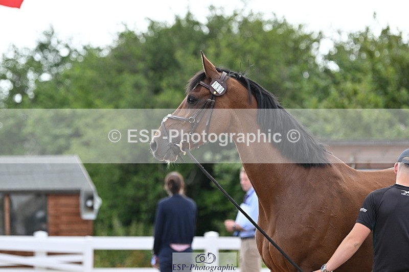 240717A-143538-02129 - Trot Up 2pm to 3pm - This folder is not in time order