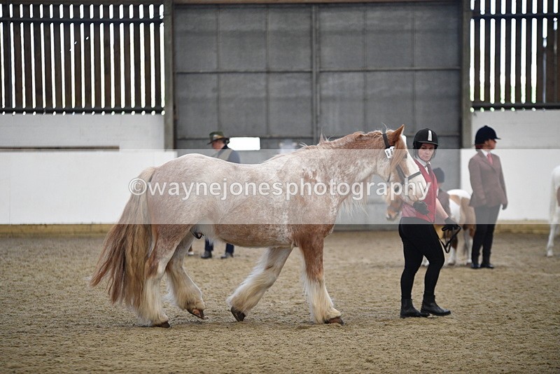 WJ5_4752 - Class 7 In hand coloured / odd coloured