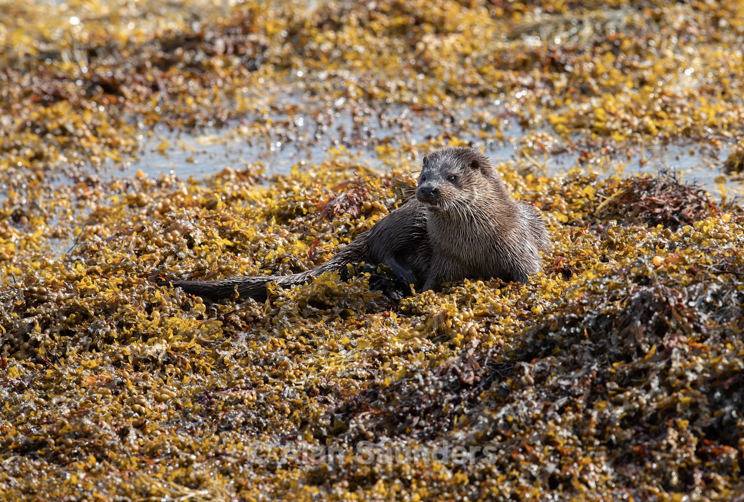Eurasian Otter 42